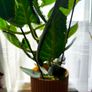 Plant Image 2