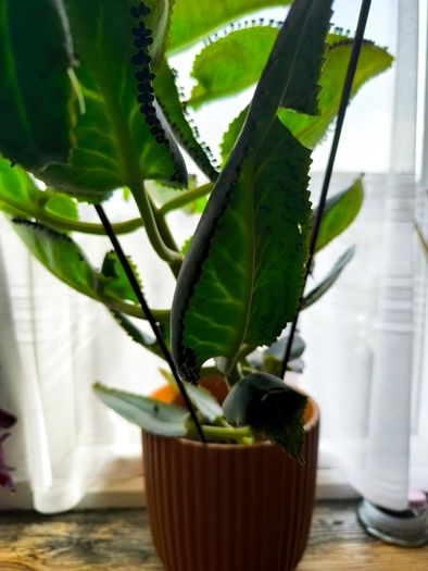 Plant