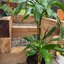 dracena Image 4