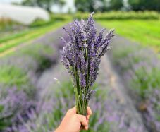 Lavender Bunches/Russian Sage