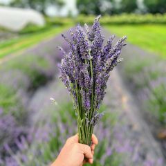 Lavender Bunches/Russian Sage