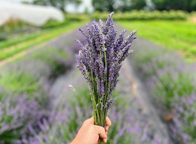 Lavender Bunches/Russian Sage