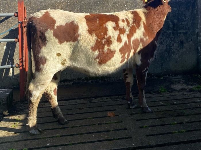 Coloured Shorthorn First Calver