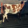Coloured Shorthorn First Calver Image 4
