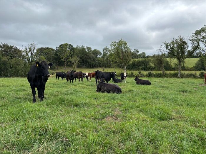 Angus and white head heifers