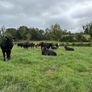 Angus and white head heifers Image 2