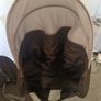Uppababy Cruz for parts. Image 6