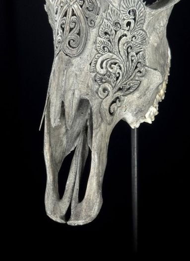 Skull, Genuine Bull Skull