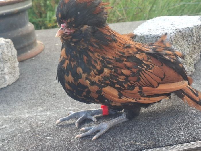 poultry near laying pullets