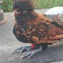 poultry near laying pullets Image 3