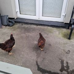 chickens