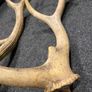 Deer Antlers Image 9
