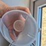 breast Image 3