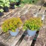 40 fantastic heather plants. Image 4