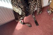 Leopard Print Jacket