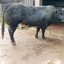 Bull Image 7
