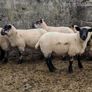 Ewe Lambs Image 9