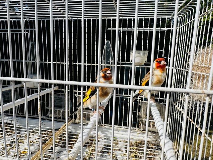 Serbian goldfinch