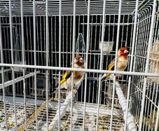 Serbian goldfinch
