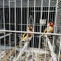 Serbian goldfinch