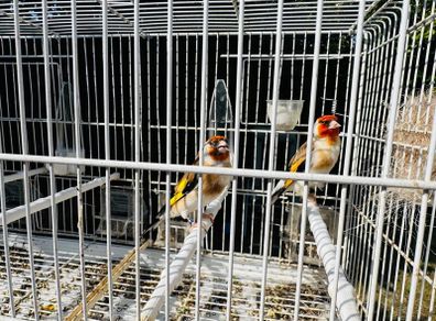 Serbian goldfinch