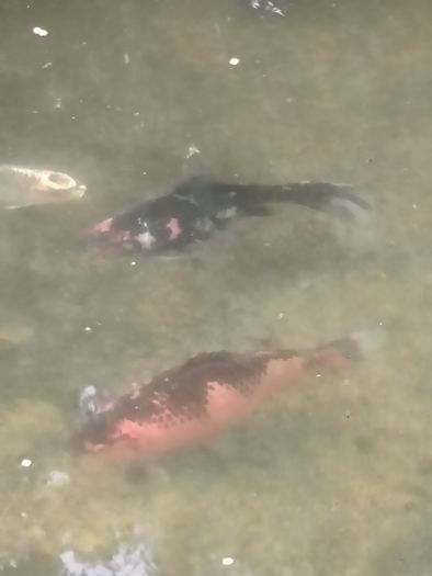 large goldfish available