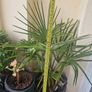 Trachycarpus fortunei (Windmill Palm) Image 6