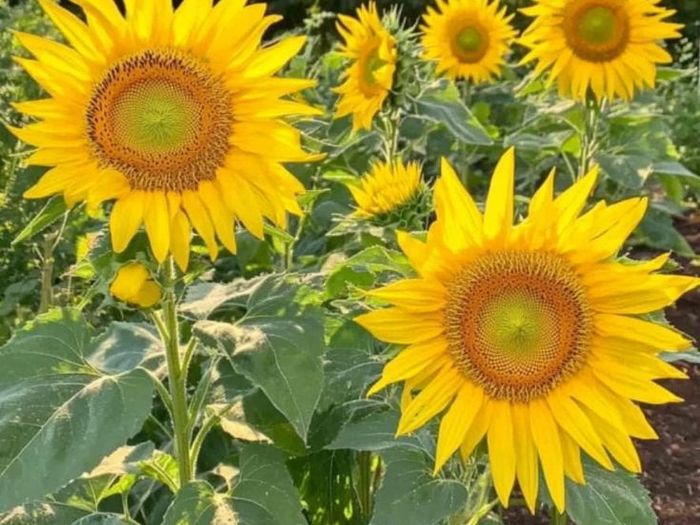 (S) Sunflower Sunspot seeds 2g (415359)