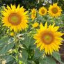 (S) Sunflower Sunspot seeds 2g (415359) Image 2