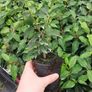 Portuguese Laurel Image 10