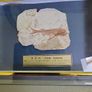 Fish fossil Image 3