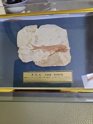 Fish fossil