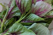 (A) Amaranthus Calaloo Red Leaf Seeds1g (210671)