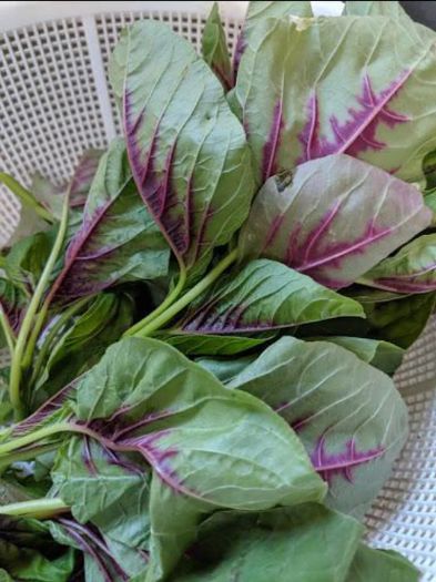 (A) Amaranthus Calaloo Red Leaf Seeds1g (210671)