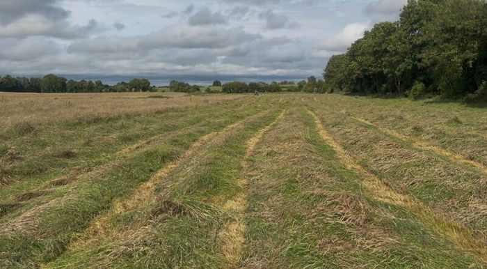 Top Quality Horse Hay 2026