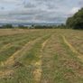 Top Quality Horse Hay 2026 Image 4
