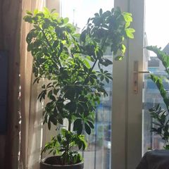 indoor plant