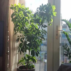 indoor plant