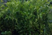 Cheap Instant 4 Foot Tall Laurel Hedge