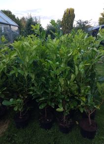 Cheap Instant 4 Foot Tall Laurel Hedge