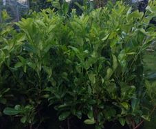 Cheap Instant 4 Foot Tall Laurel Hedge