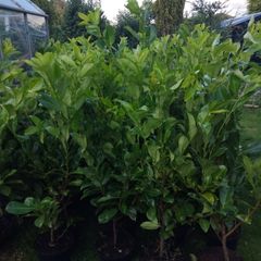 Cheap Instant 4 Foot Tall Laurel Hedge