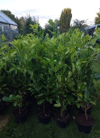 Cheap Instant 4 Foot Tall Laurel Hedge