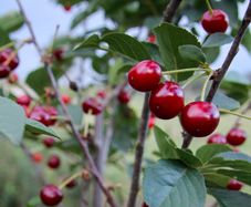 Sour Cherry Morello Tree Plants