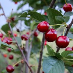 Sour Cherry Morello Tree Plants