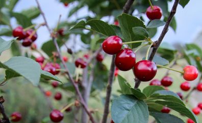 Sour Cherry Morello Tree Plants