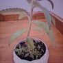 Plant (Mother of Millions) Image 2