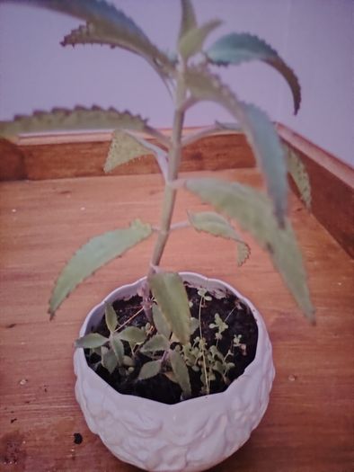 Plant (Mother of Millions)