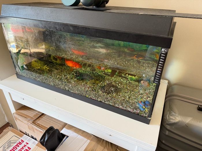fish tank only
