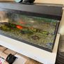 fish tank only Image 5